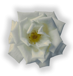 flor