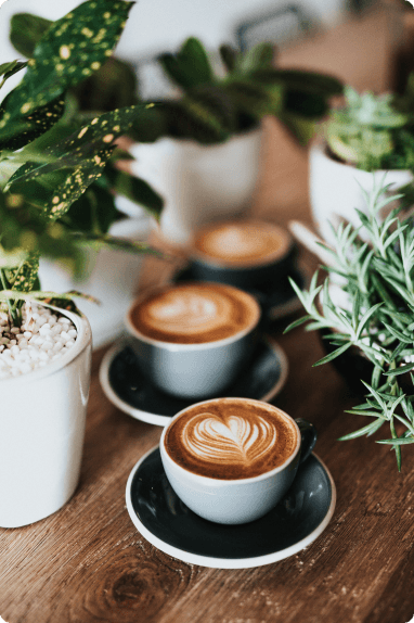 café e plantas